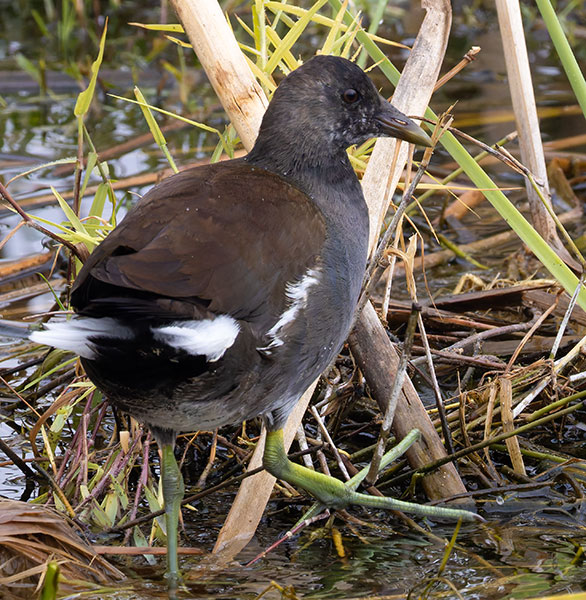 Common Gallinule Gallinula galeata (formerly Common Moorhen Gallinula chloropus)