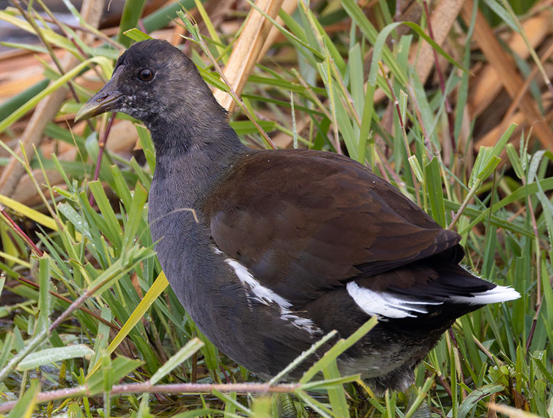 Common Gallinule Gallinula galeata (formerly Common Moorhen Gallinula chloropus)