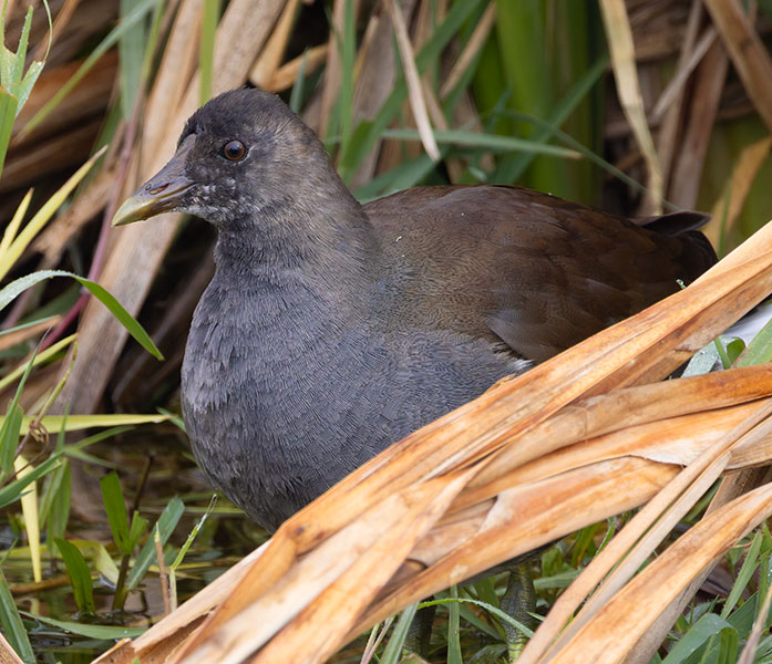 Common Gallinule Gallinula galeata (formerly Common Moorhen Gallinula chloropus)