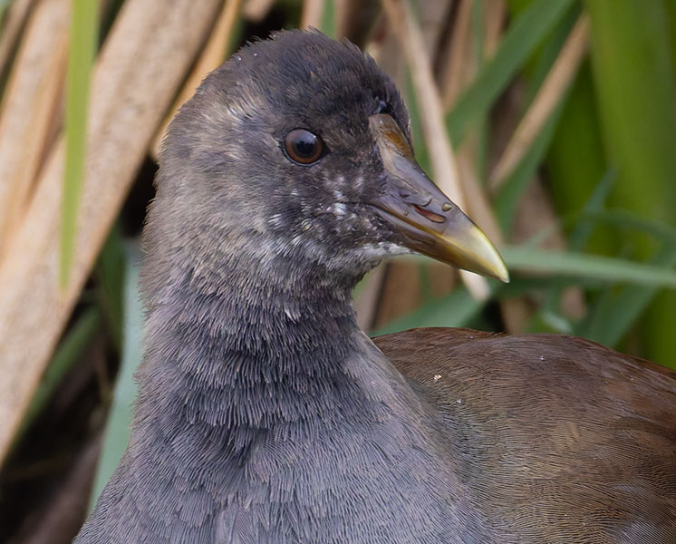 Common Gallinule Gallinula galeata (formerly Common Moorhen Gallinula chloropus)