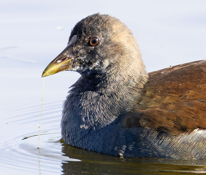 Common Gallinule Gallinula galeata (formerly Common Moorhen Gallinula chloropus)