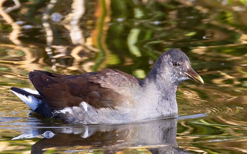 Common Gallinule Gallinula galeata (formerly Common Moorhen Gallinula chloropus)