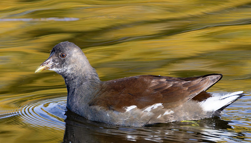 Common Gallinule Gallinula galeata (formerly Common Moorhen Gallinula chloropus)