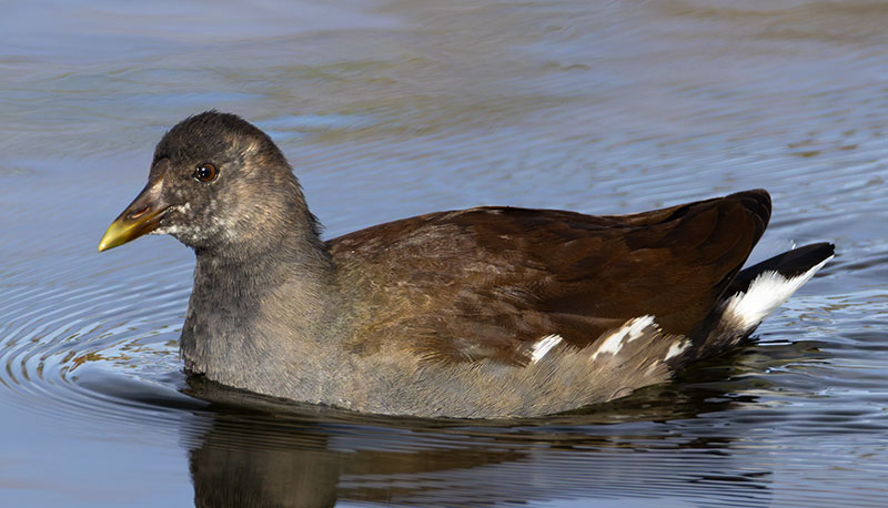 Common Gallinule Gallinula galeata (formerly Common Moorhen Gallinula chloropus)