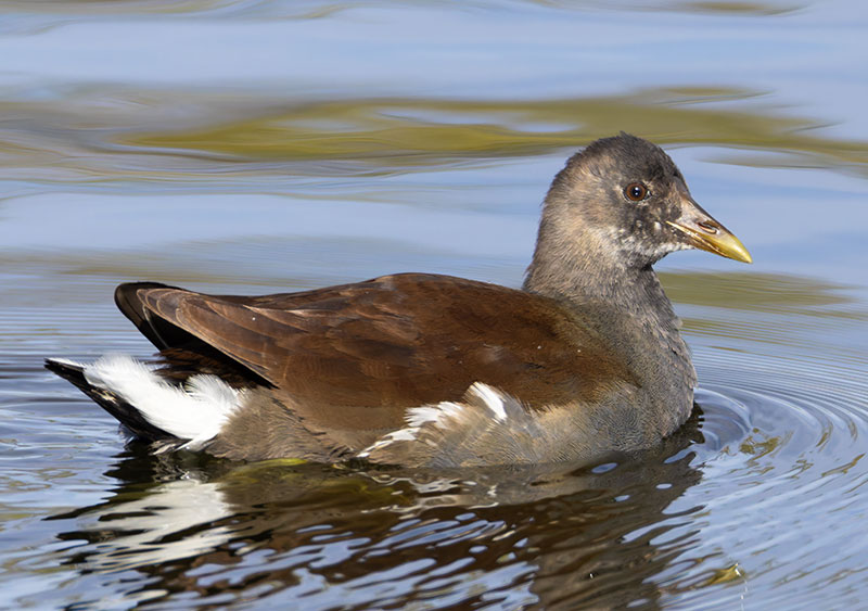 Common Gallinule Gallinula galeata (formerly Common Moorhen Gallinula chloropus)