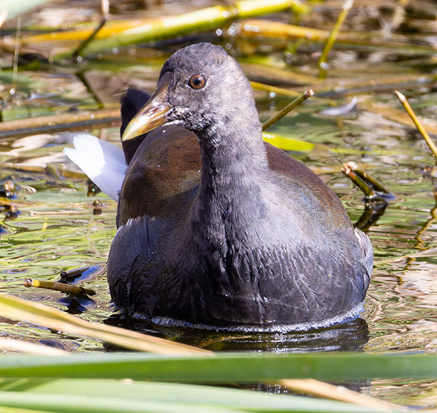Common Gallinule Gallinula galeata (formerly Common Moorhen Gallinula chloropus)