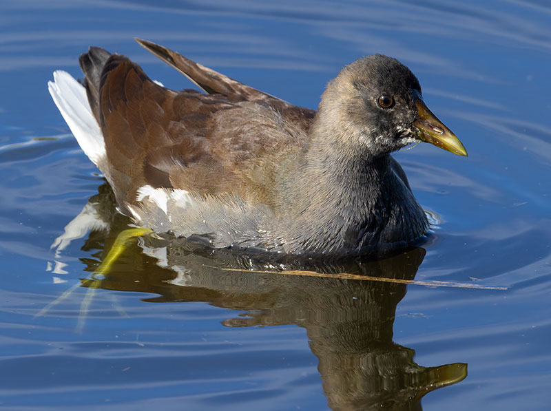 Common Gallinule Gallinula galeata (formerly Common Moorhen Gallinula chloropus)
