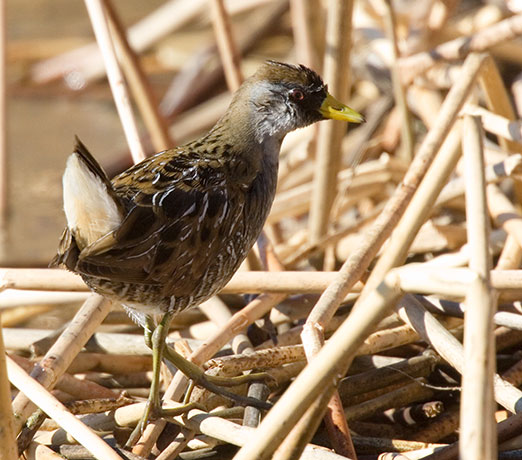 Sora Porzana carolina 