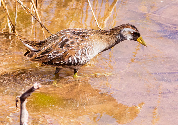 Sora Porzana carolina 