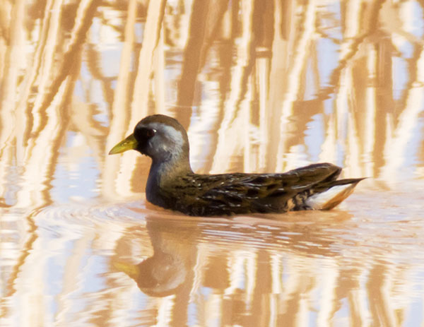Sora Porzana carolina 