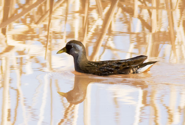 Sora Porzana carolina 