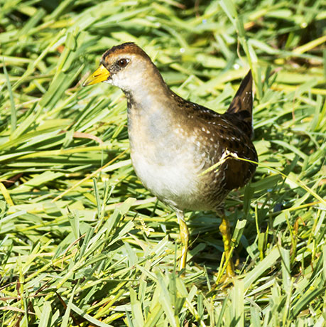 Sora Porzana carolina 
