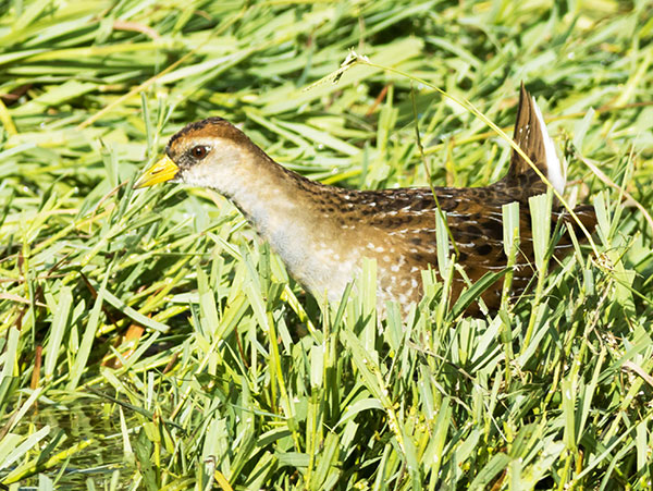 Sora Porzana carolina 