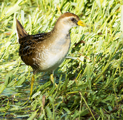 Sora Porzana carolina 