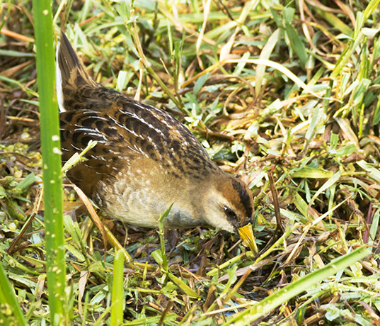 Sora Porzana carolina 