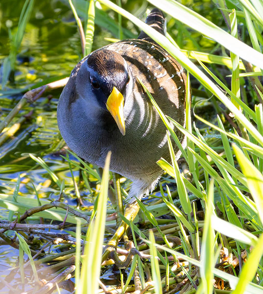 Sora Porzana carolina 