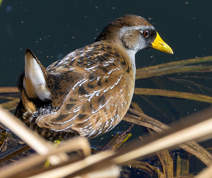 Sora Porzana carolina 