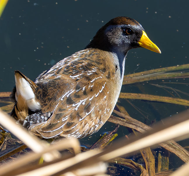 Sora Porzana carolina 
