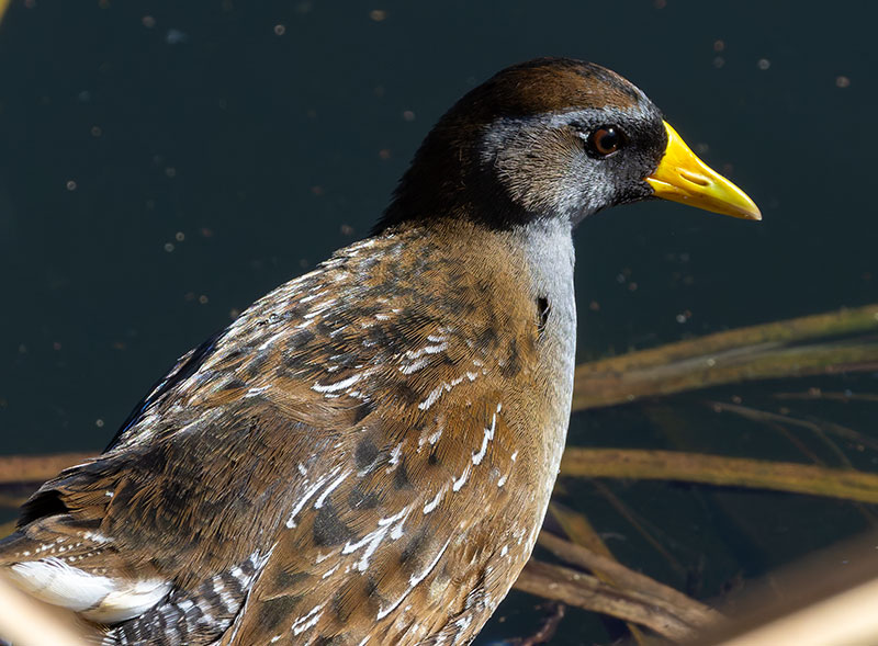 Sora Porzana carolina 