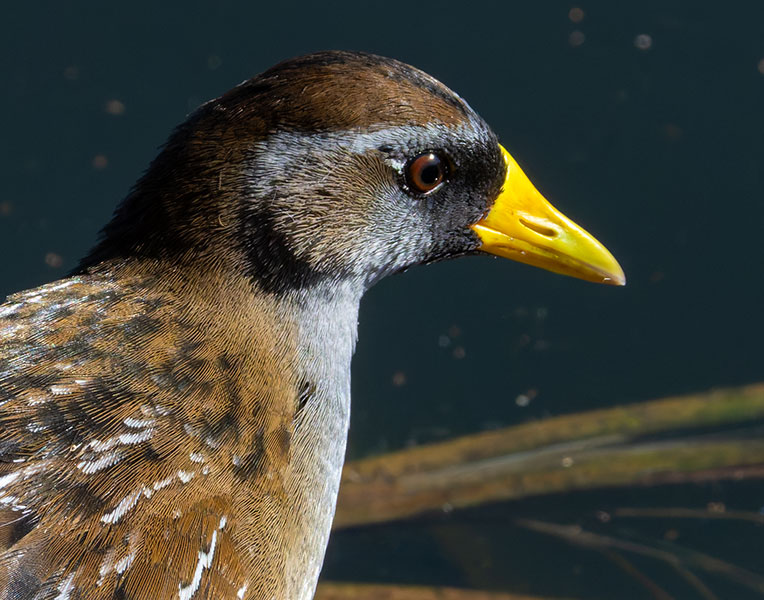 Sora Porzana carolina 