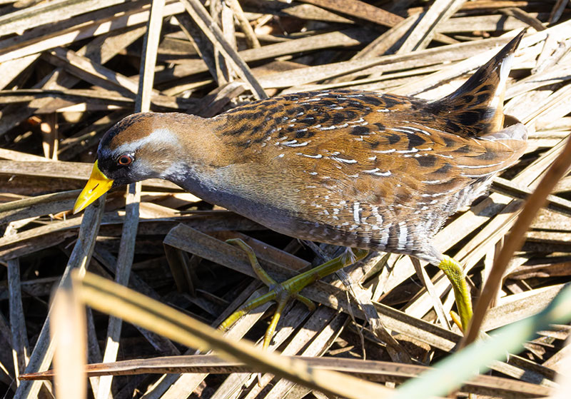Sora Porzana carolina 