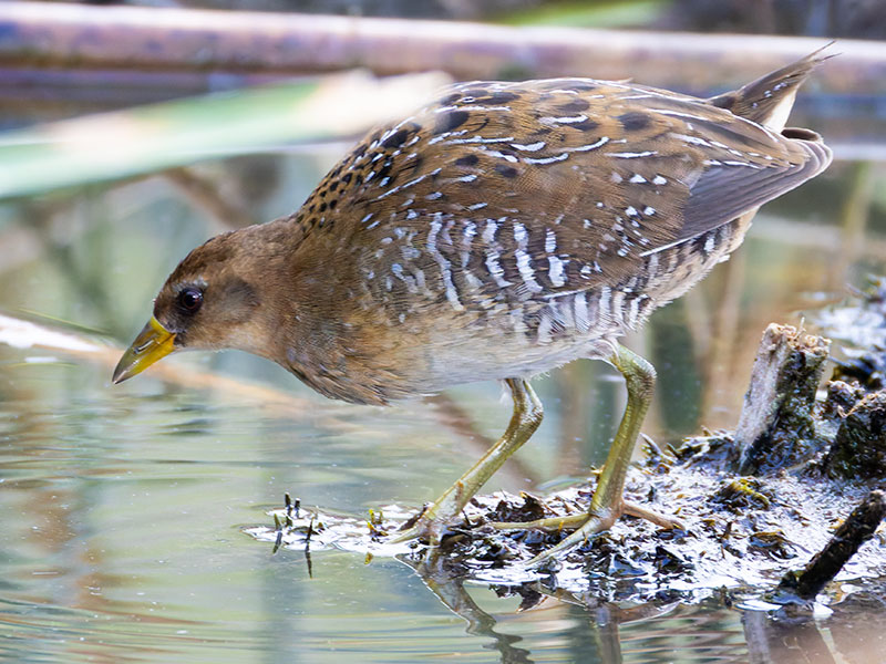 Sora Porzana carolina 