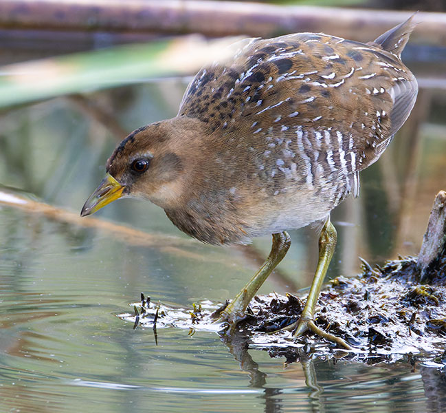 Sora Porzana carolina 