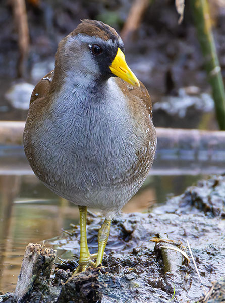 Sora Porzana carolina 