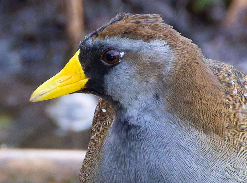 Sora Porzana carolina 