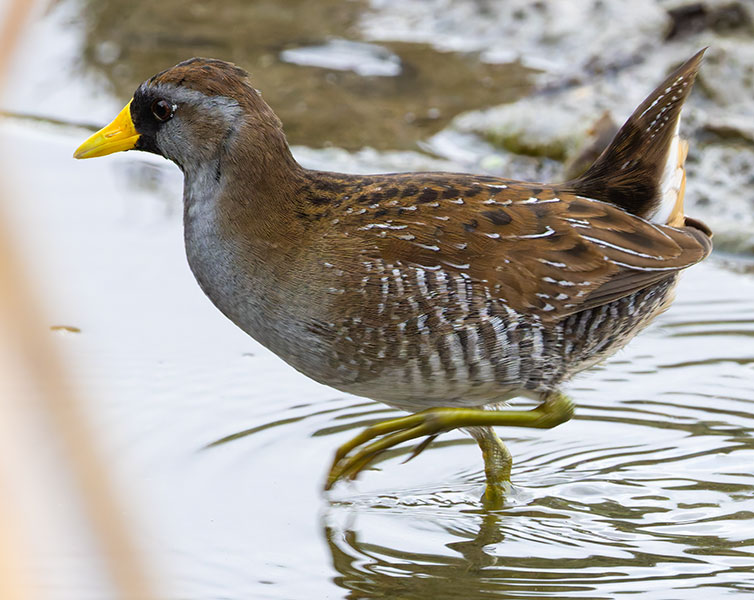 Sora Porzana carolina 