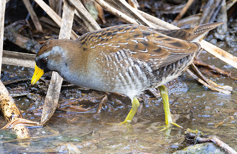 Sora Porzana carolina 
