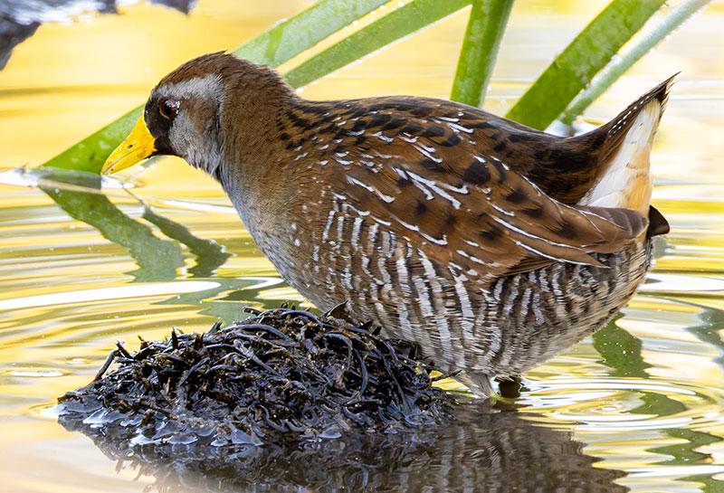 Sora Porzana carolina 