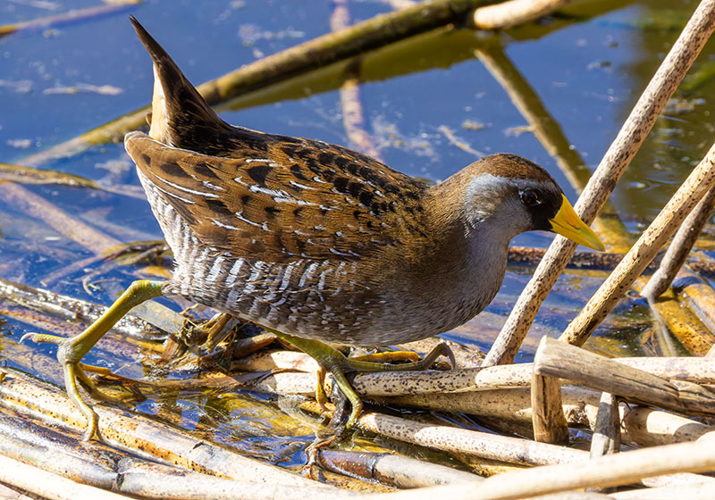 Sora Porzana carolina 