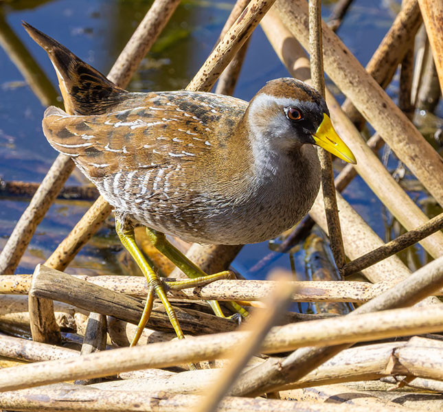 Sora Porzana carolina 
