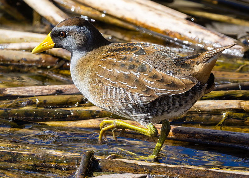 Sora Porzana carolina 