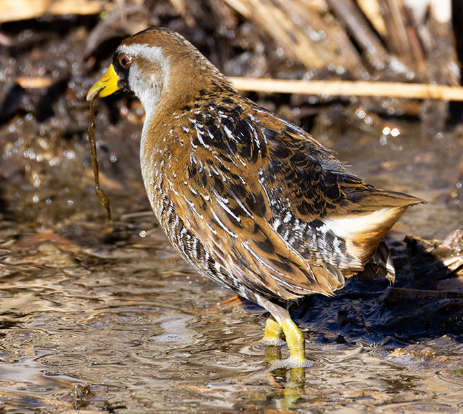 Sora Porzana carolina 