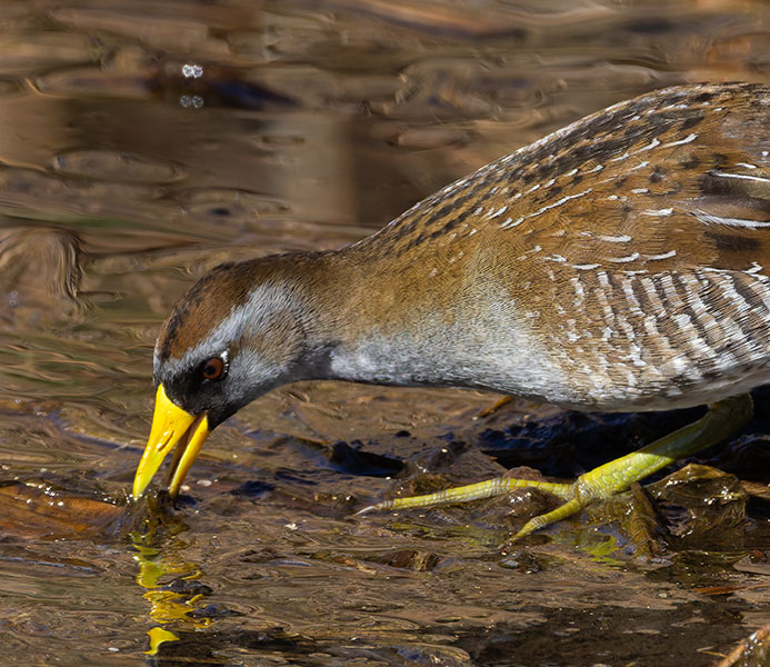 Sora Porzana carolina 