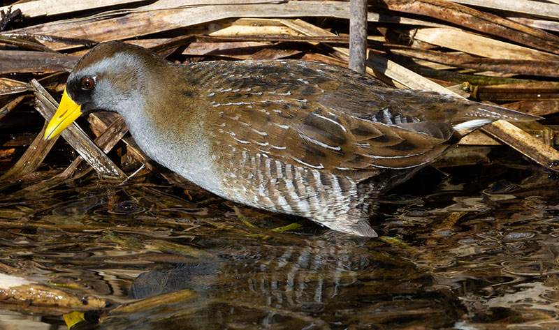 Sora Porzana carolina 