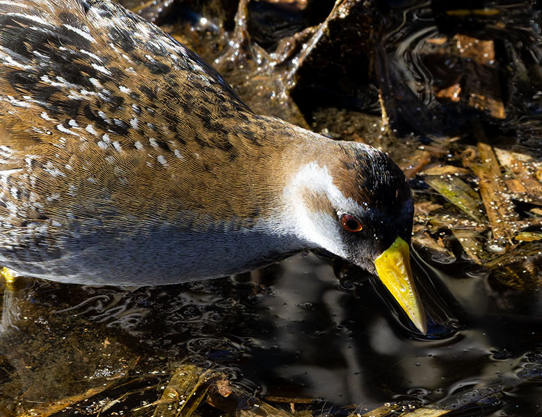 Sora Porzana carolina 