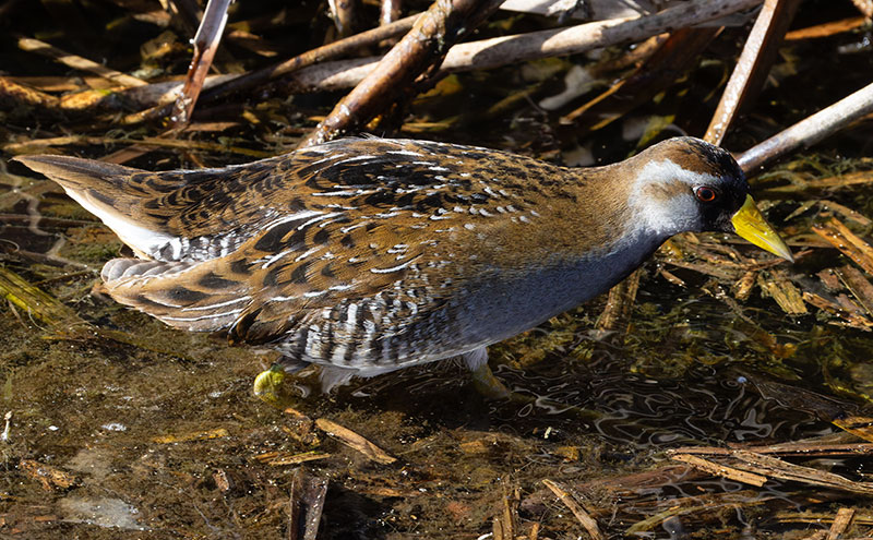 Sora Porzana carolina 