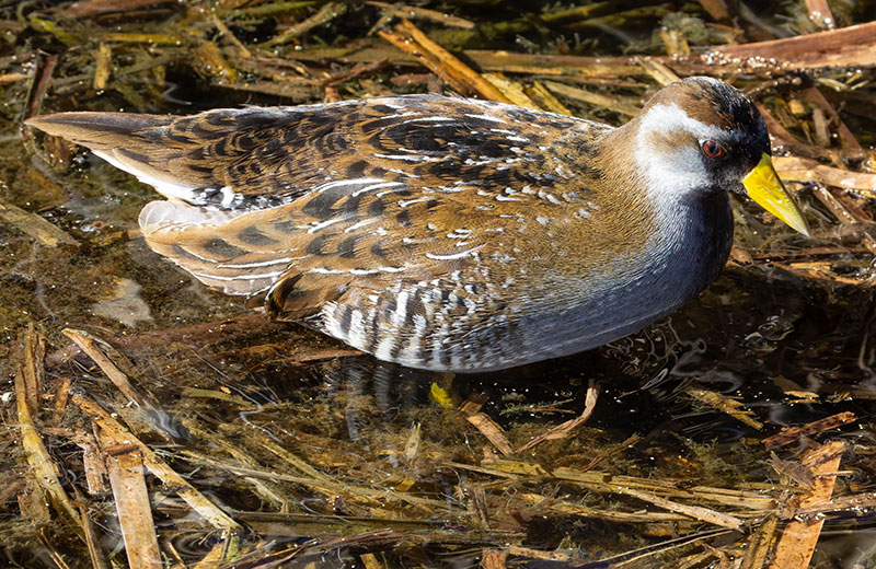 Sora Porzana carolina 