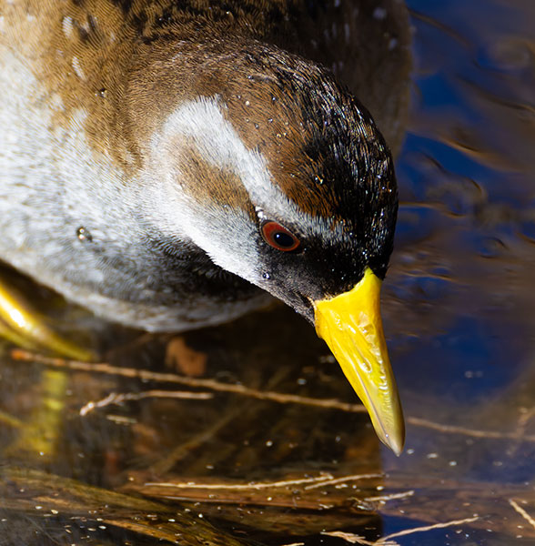 Sora Porzana carolina 