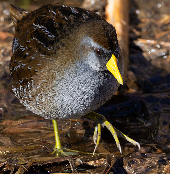 Sora Porzana carolina 