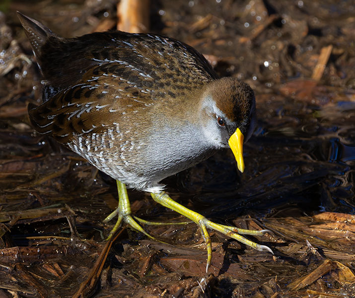 Sora Porzana carolina 