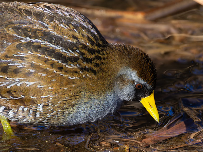 Sora Porzana carolina 