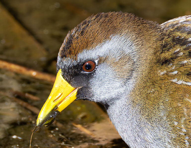 Sora Porzana carolina 