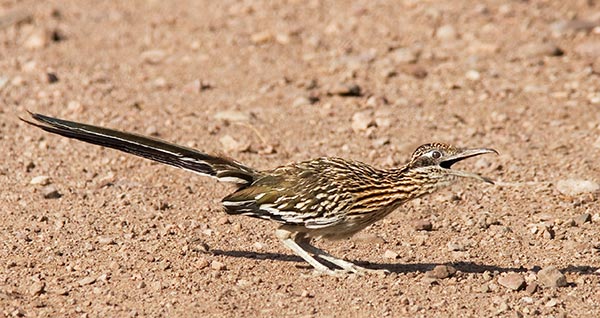 Greater Roadrunner Geococcyx californianus 