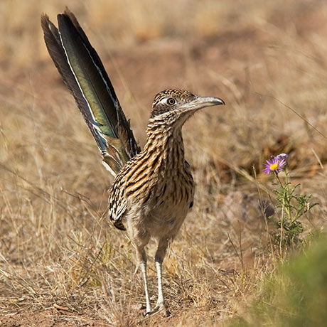 Greater Roadrunner Geococcyx californianus image May 15, 2007 