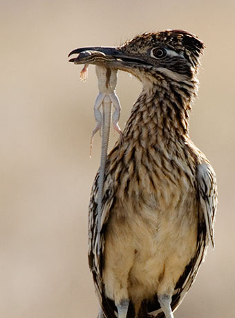 Greater Roadrunner Geococcyx californianus with whiptail lizard vertical