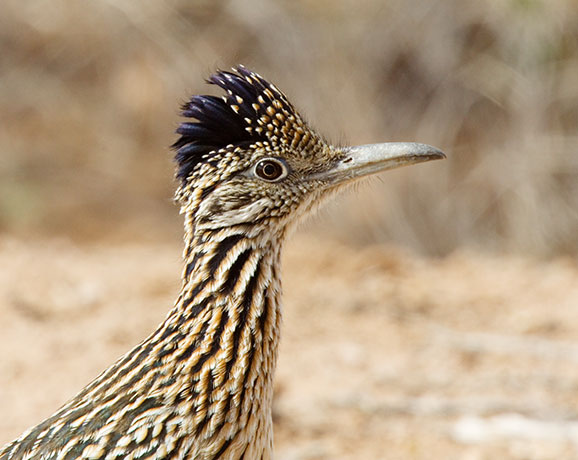Greater Roadrunner Geococcyx californianus 
